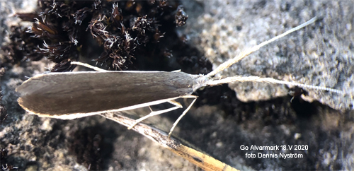 Svartvit sckmal Coleophora albella