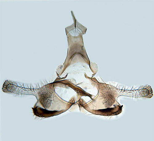rttrnesckmal Coleophora albicosta