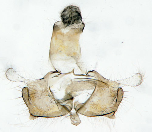 Pudrad slgsckmal Coleophora albidella