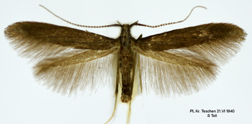 Myntesckmal Coleophora albitarsella