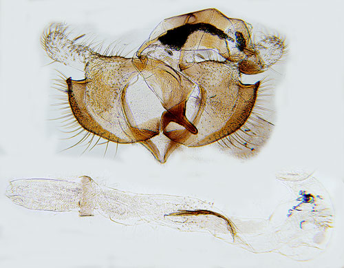 Sen grnglanssckmal Coleophora alcyonipennella