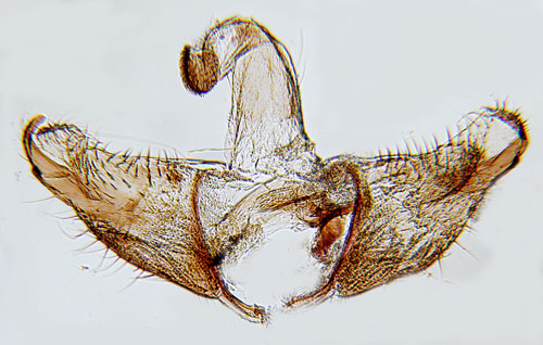 Ljuskantad alsckmal Coleophora alnifoliae