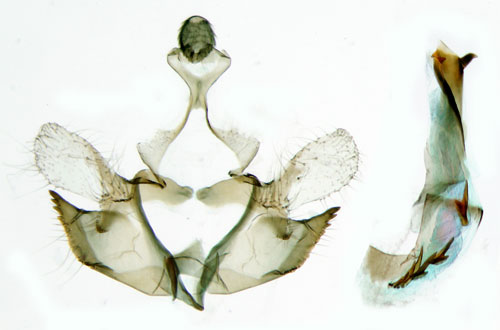 Allmn tgsckmal Coleophora alticolella