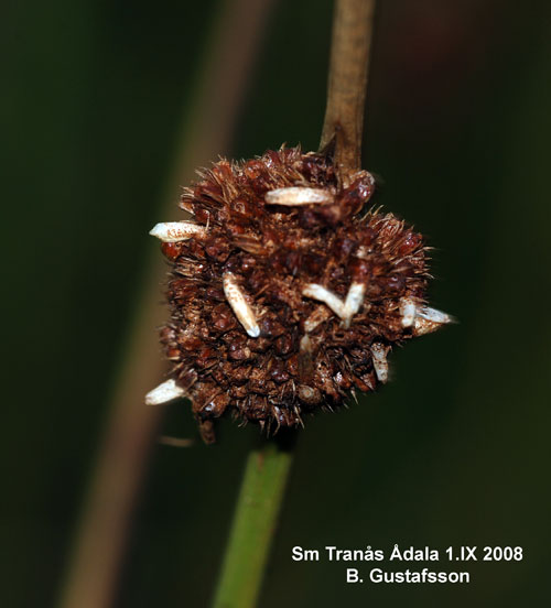 Tvillingtgsckmal Coleophora alticolella