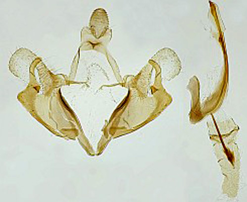 Linjerad gullrissckmal Coleophora amellivora