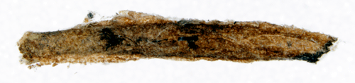 Linjerad gullrissckmal Coleophora amellivora