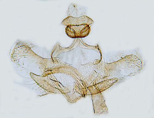Skogsfrylesckmal Coleophora antennariella