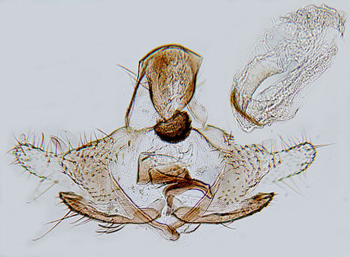 Mjlonsckmal Coleophora arctostaphyli