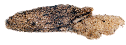 Mjlonsckmal Coleophora arctostaphyli