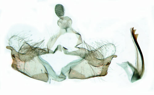 Silverstreckad rlleksckmal Coleophora argentula
