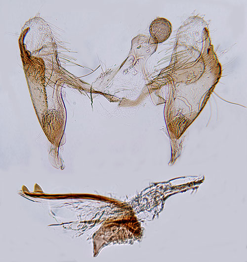 Grbosckmal Coleophora artemisicolella