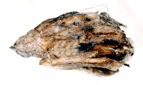 Grbosckmal Coleophora artemisicolella