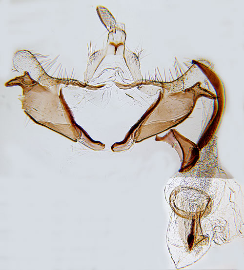 Ljus malrtsckmal Coleophora artemisiella