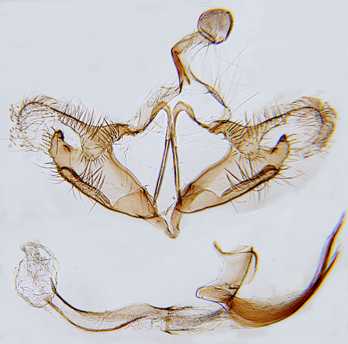 Strandastersckmal Coleophora asteris