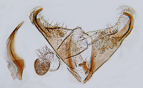 Vitkantad almsckmal Coleophora badiipennella