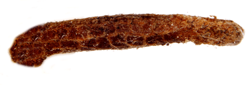 Vitkantad almsckmal Coleophora badiipennella