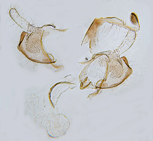Gulstreckad bjrksckmal Coleophora betulella