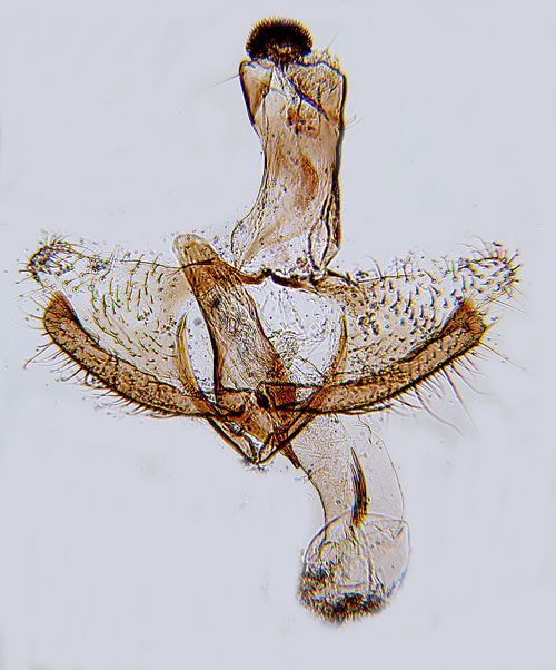 Brun alsckmal Coleophora binderella
