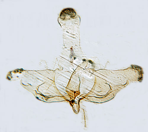 Stor klintsckmal Coleophora brevipalpella