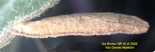 Strre klintsckmal Coleophora brevipalpella