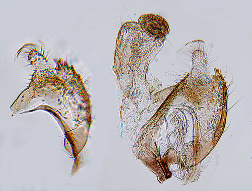 Silverstreckad sckmal Coleophora chalcogrammella