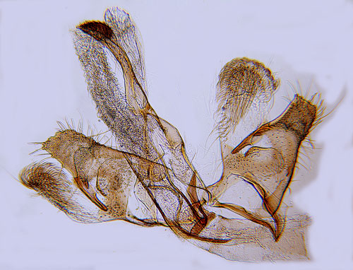 Ribbad mllsckmal Coleophora clypeiferella