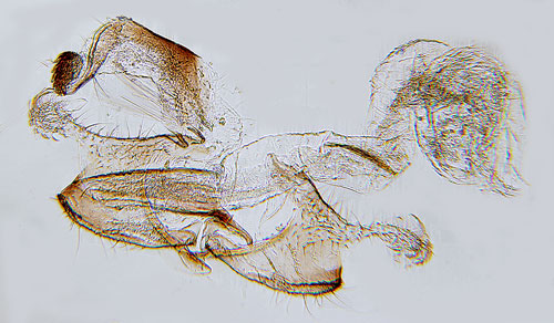 Stvedelsckmal Coleophora colutella