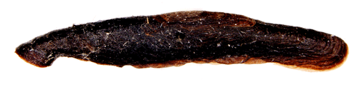 Kilstreckad klintsckmal Coleophora conspicuella
