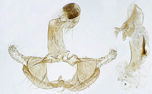 Mossesckmal Coleophora cornutella