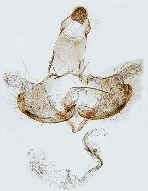 Gulspetsad slgsckmal Coleophora currucipennella