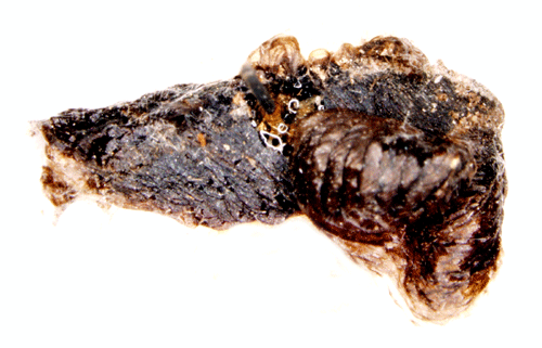 Gulstreckad avenbokssckmal Coleophora currucipennella
