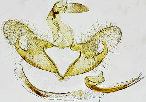 Saltrtssckmal Coleophora deviella