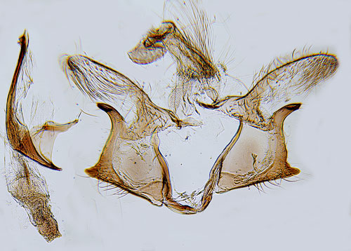 Nejliksckmal Coleophora dianthi