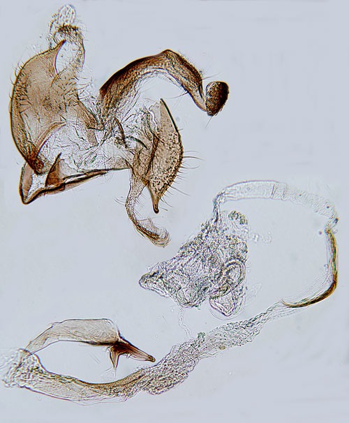 Krrigtandsckmal Coleophora discordella