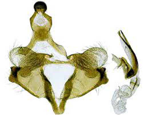 Ullrtssckmal Coleophora filaginella