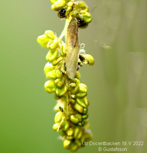 Ljuskantad eksckmal Coleophora flavipennella