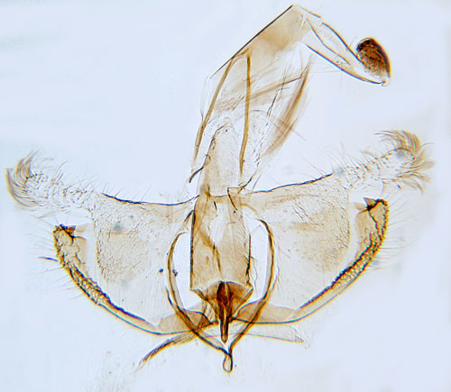 Tidig grnglanssckmal Coleophora frischella