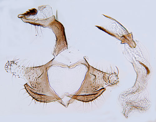 Liten grnglanssckmal Coleophora fuscocuprella