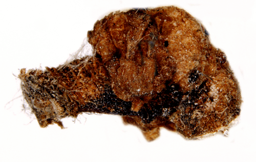 Mindre grnglanssckmal Coleophora fuscocuprella