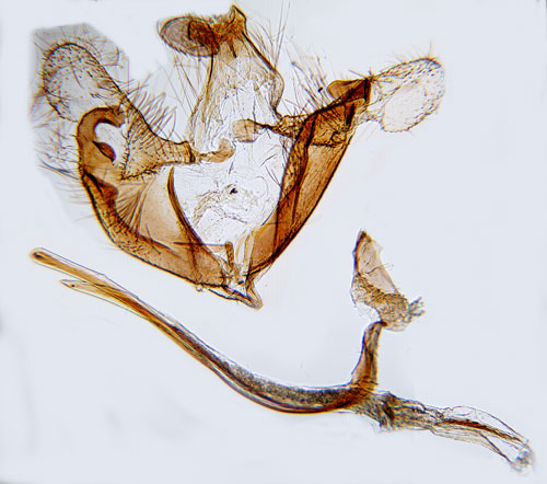 Strre backglimsckmal Coleophora galbulipennella