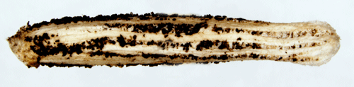 Strre backglimssckmal Coleophora galbulipennella