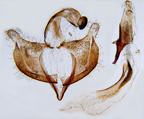 Stvedelfruktsckmal Coleophora gallipennella
