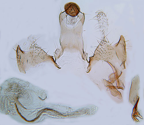 Ginstsckmal Coleophora genistae