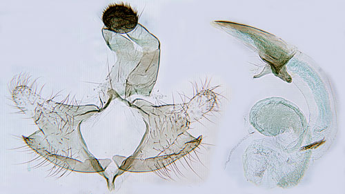 Allmn lingonsckmal Coleophora glitzella