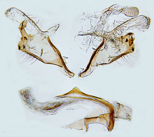 Gr fltmalrtsckmal Coleophora granulatella