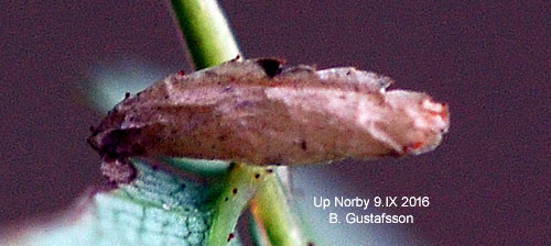 Nyponsckmal Coleophora gryphipennella
