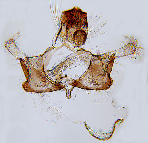 Brunstreckad eksckmal Coleophora ibipennella