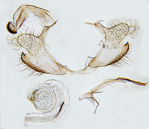 Pyrolasckmal Coleophora idaeella