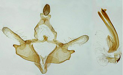 Gullinjerad sckmal Coleophora inulae