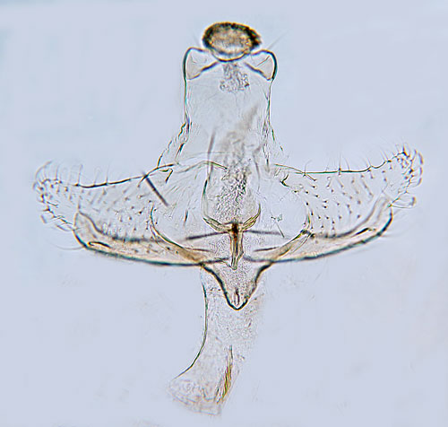 Liten ljungsckmal Coleophora juncicolella